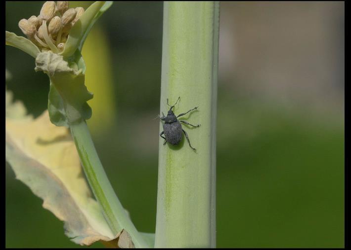 Olejniny Řepka olejná krytonosec řepkový (Ceutorhynchus napi) Silné výskyty v