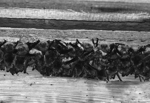 parkového se jedná o první doložení výskytu z pole síťového mapování 6256. Na půdě Rybárny u Soutic byly zjištěny letní reprodukční kolonie netopýra řasnatého (na fotce) a netopýra ušatého. foto: J.