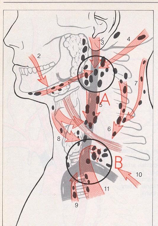 : Ear, Nose and Throat Diseases.