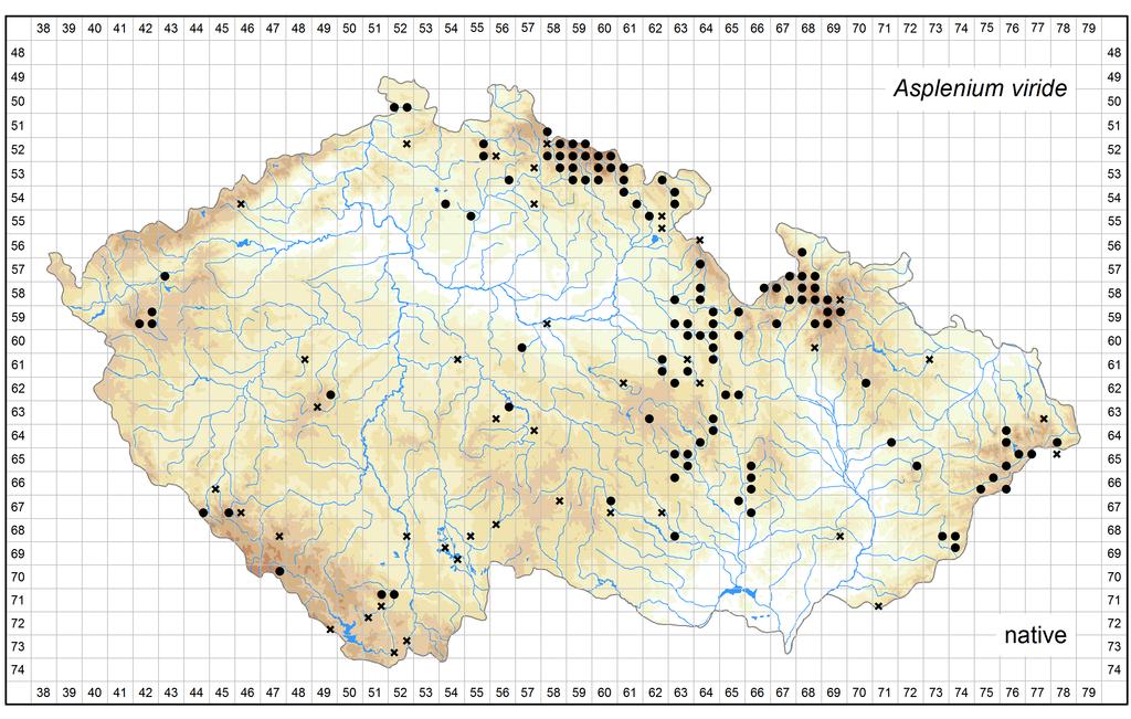Distribution of Asplenium viride in the Czech Republic Author of the map: Libor Ekrt Map produced on: 11-11-2016 Database records used for producing the distribution map of Asplenium viride published