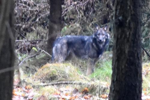rodič nebo vztah mezi sourozenci). Na Broumovsku byli pomocí mikrosatelitů potvrzeni 3 vlci ze srpna 2016 na různých místech lesního komplexu na hranici s Polskem poblíž Zdoňova.