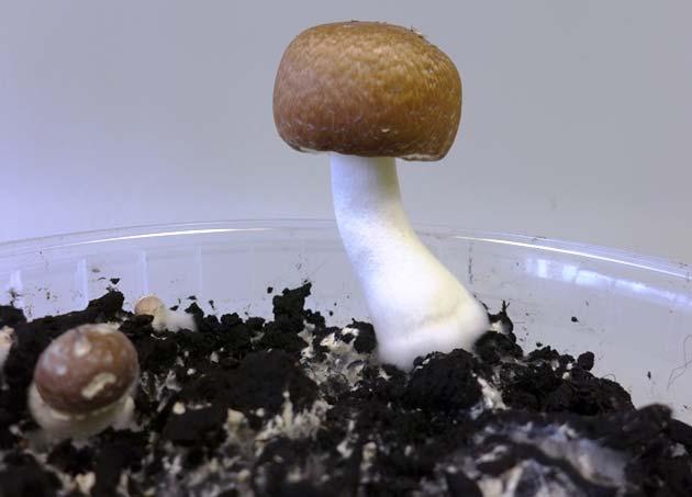 přírůstků mycelia (2014) Obr. 2. Žampión mandlový (Agaricus subrufescens) na fermentovaném separátu BPS Petrovice 3.