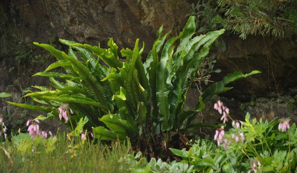 Asplenium scolopendrium