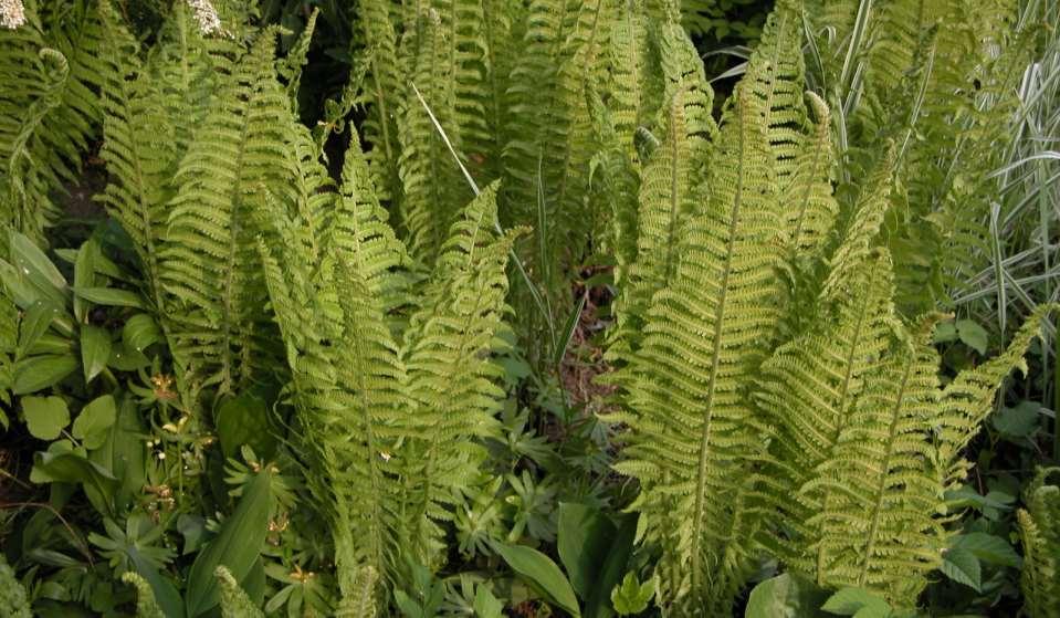 Matteucia struthiopteris (pérovník pštrosí)