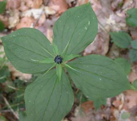 Řád Liliales Čeleď Melanthiaceae (kýchavicovité)* Paris quadrifolia (vraní oko čtyřlisté) vytrvalá bylina s 4četným přeslenem listů a jedním vrcholovým 4četným