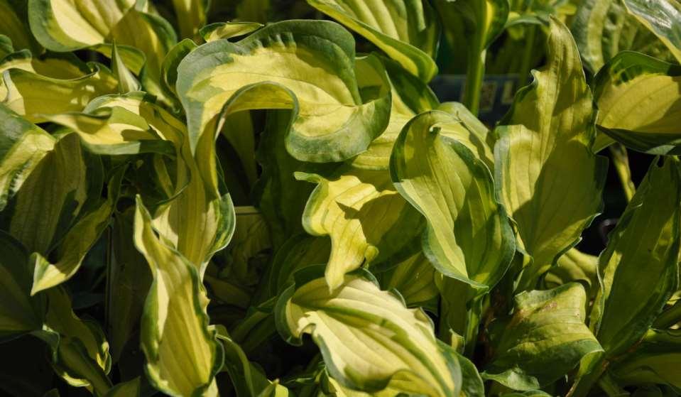 Hosta