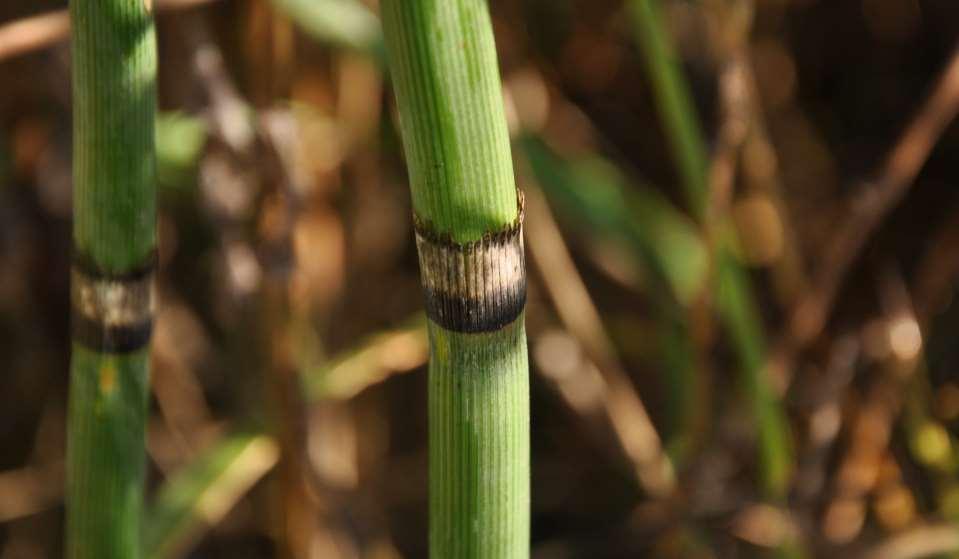 Equisetum