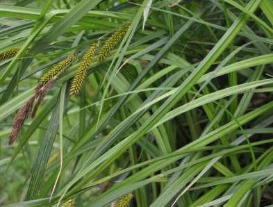 Řád Poales Čeleď Cyperaceae (šáchorovité) trávovité byliny