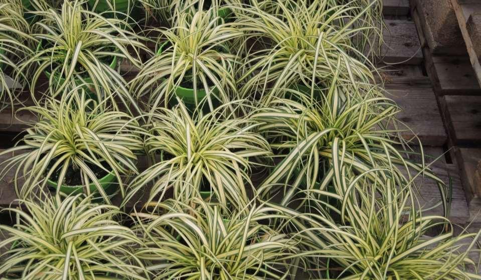 Carex oshimensis Evergold