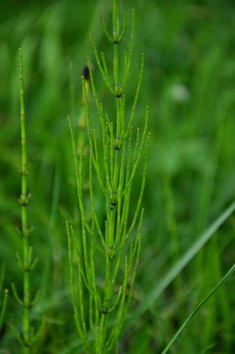 Equisetum palustre