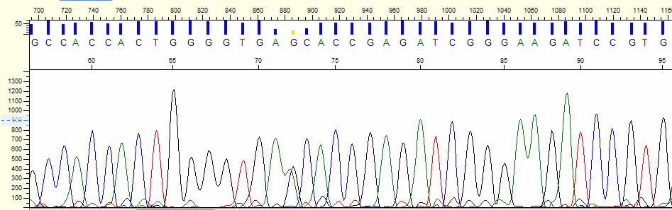 Sekvenování PCR produktu detekce polymorfismů Kromě polymorfismu C66T v exonu 8, který