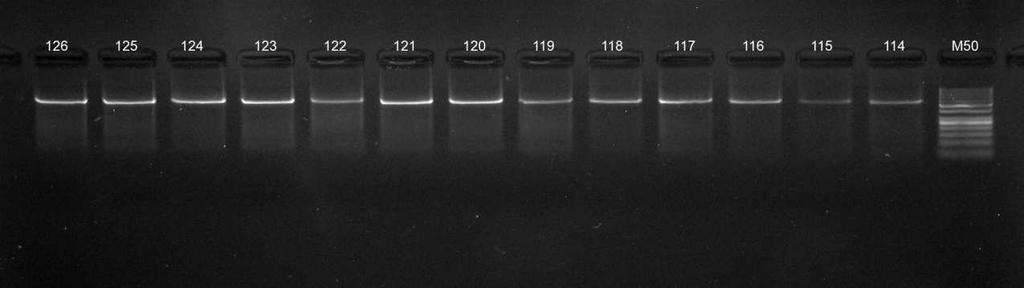 Na základě těchto výsledků musela být původní metodika upravena k našim laboratorním podmínkám. V prvé řadě byl upraven způsob míchání, který po konzultaci následně probíhal na ledu.