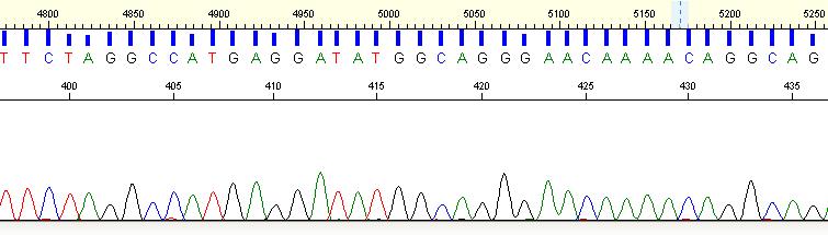 Obr. 7 Ukázka sekvence genu TG v programu Sequence Scanner v1.0 Obr.