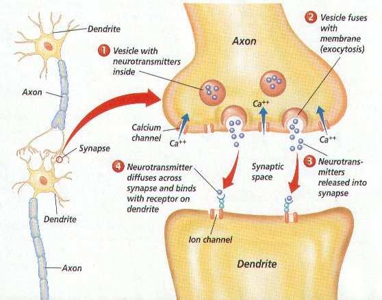 GANGLIA POST-GANGLIO GANGLIOVÝ PŘENOSP Periferní nervový systém