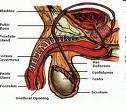 α 2 β 2 glykogenolýza glukoneogeneze sekrece inzulinu sekrece inzulinu β 1 >β 2 M 3 ejakulace