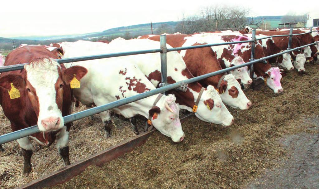 Výživa a úroveň chovu Kulhání se nejčastěji vyskytuje u krav v prvních třech měsících laktace, protože tehdy: dochází k významným změnám ve složení krmné dávky s rizikem rozvoje acidózy, nastupují