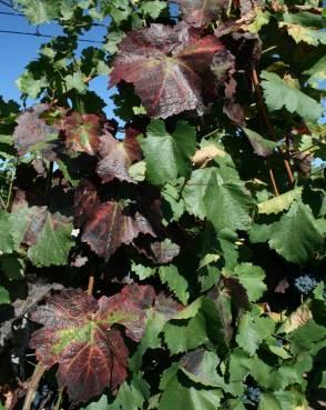 Příznaky choroby: modré odrůdy: tmavočervené zbarvení listů celých nebo částí keřů (kmínek, rameno), jednotlivých letorostů, nebo i jednotlivých listů a částí listů.