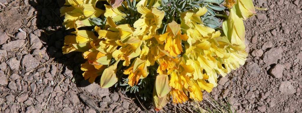 polyphyllum,   
