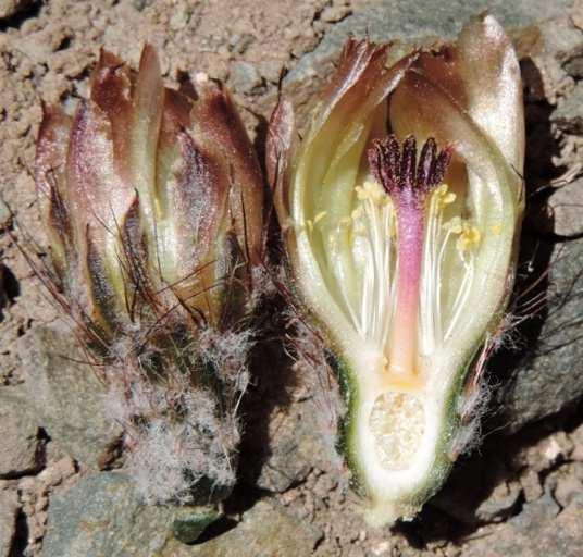 Denmoza rhodacantha a další. Vidím na svahu červeně kvetoucí kaktusy, zastavujeme a jdeme fotit, paráda (KL13-110).
