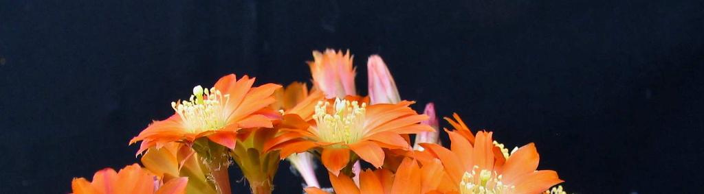 Rebutia heliosa,