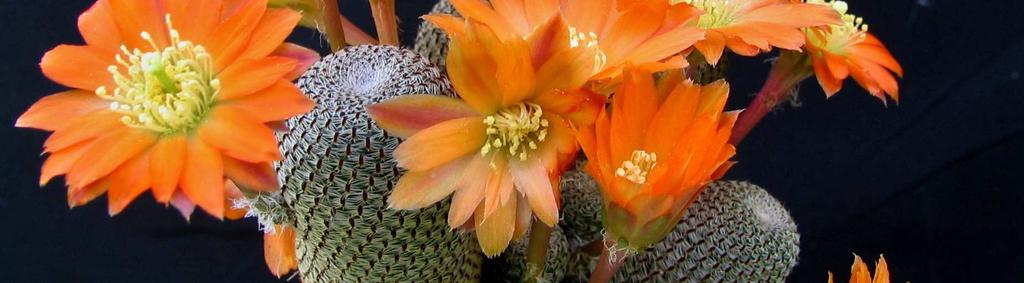 Mammillaria wrightii f.