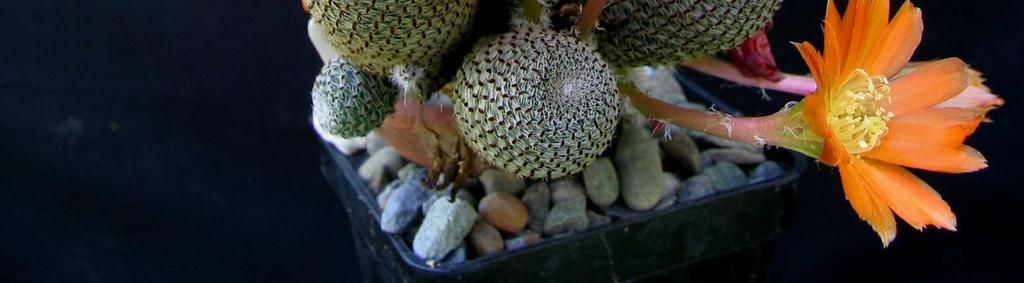 Sulcorebutia cylindrica,