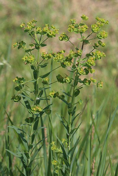 Euphorbia