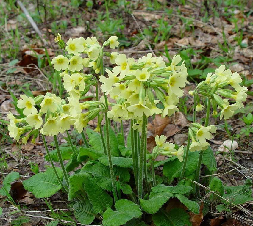 Primula