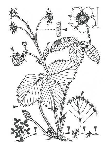 Fragaria vesca viridis - moschata Listeny na