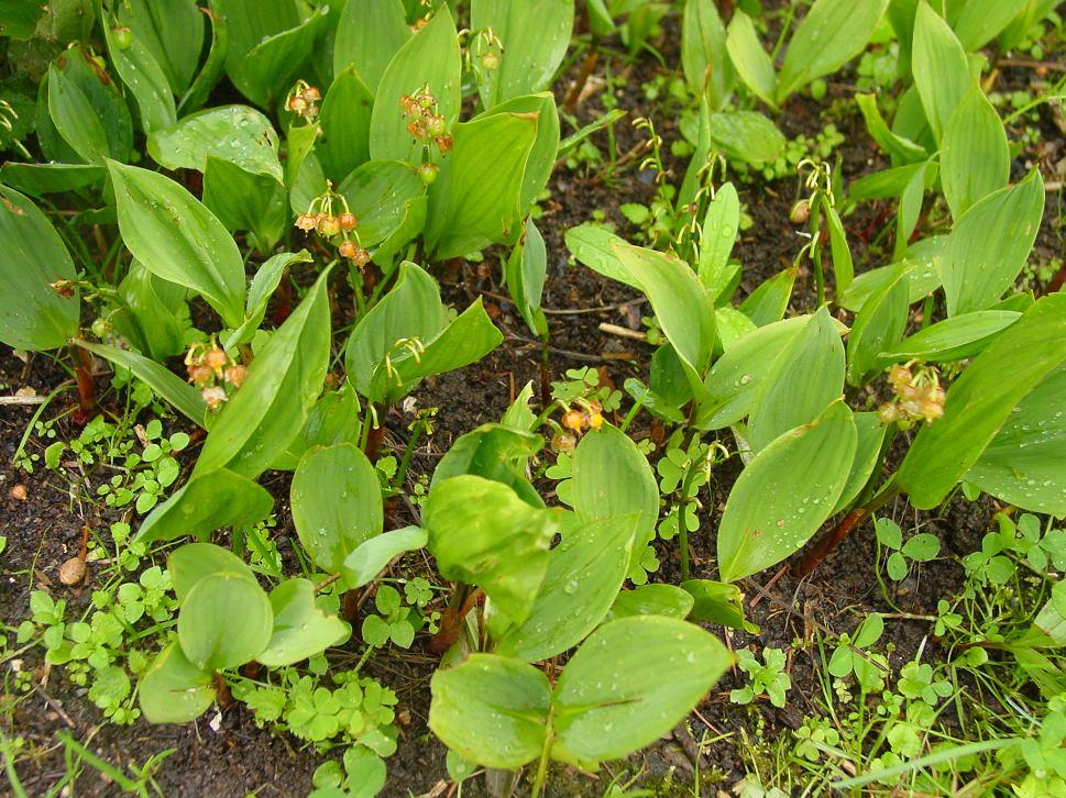 Shrnutí - Conclusion První listy (First leaves) 10.4. 11.5. Butonizace (Inflorescence emergence) 21.4. 17.5. Počátek kvetení (Beginning of flowering) 29.