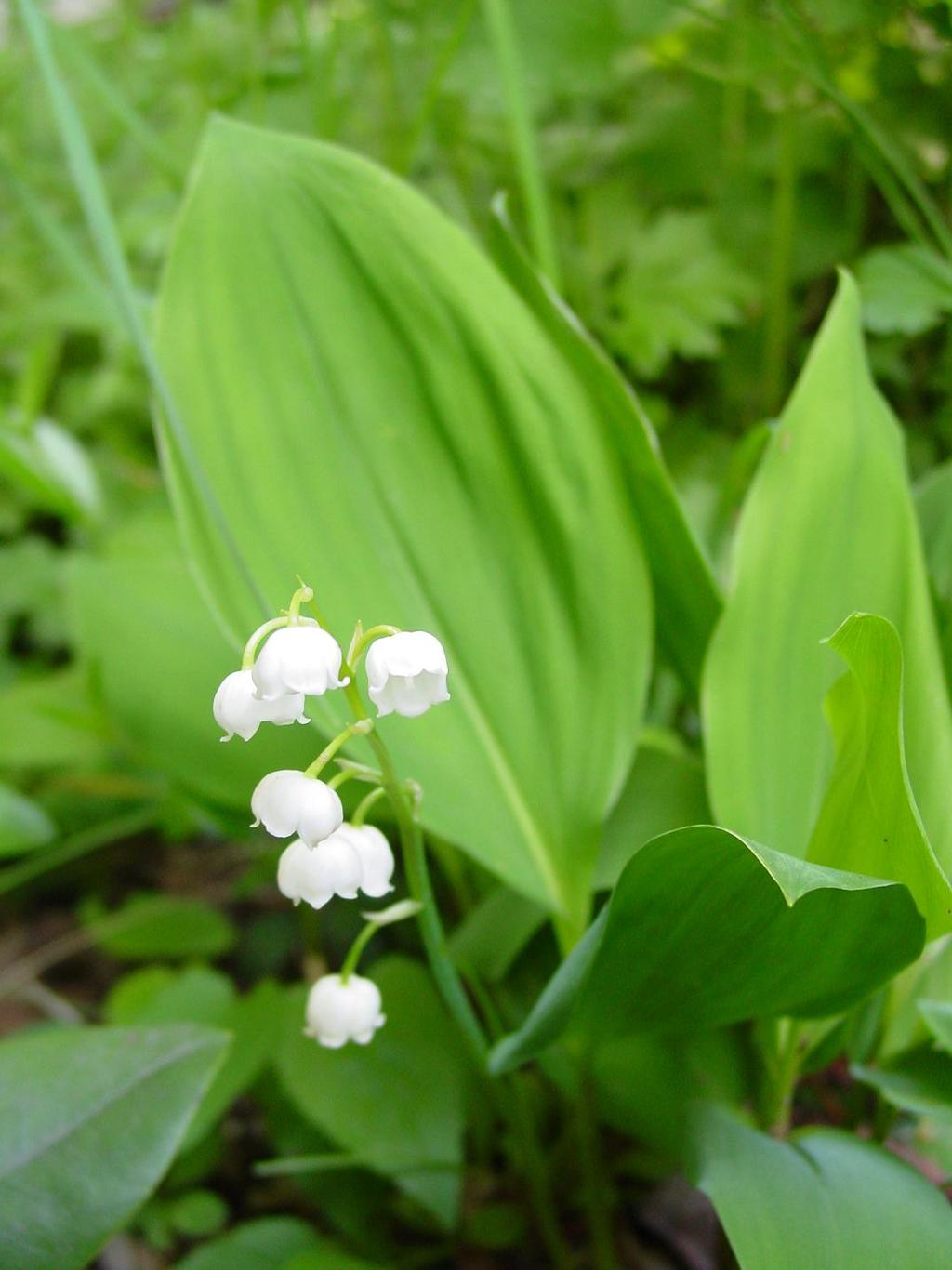 Konvalinka vonná (CONVALLARIA