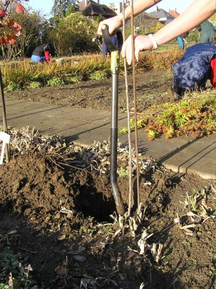 Výsadba stromkové sazenice Možné vysadit hlouběji a) a b) správně vysazeno c) příliš mělká výsadba a) b) c) Technika výsadby Stromek sázíme do hloubku jako ve školce nebo pokud je kmínek příliš