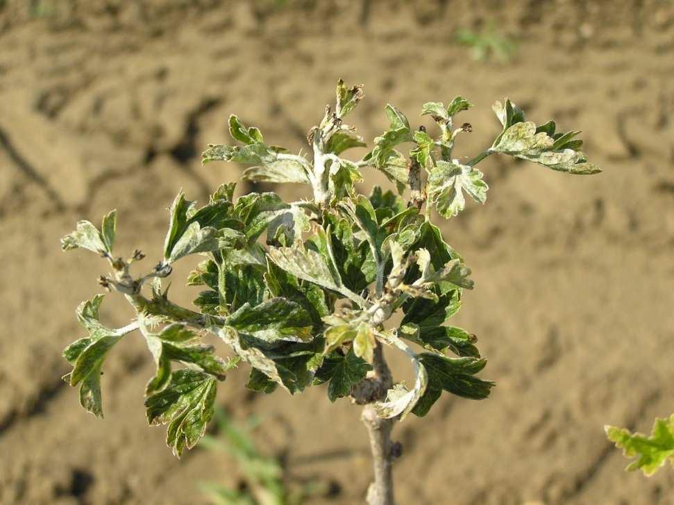 přímá postřik pesticidy před kvetením a po odkvětu. Vzhled: Na plodech listech a letorostech bělavý povlak, který postupně hnědne.