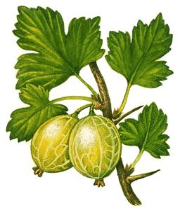 Obr.: http://science.howstuffworks.com/environmental/li fe/botany/gooseberry-info.htm Obr.: http://ru.wikipedia.