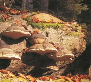 Fomes fomentarius - troudnatec kopytovitý velká víceletá gymnokarpní plodnice