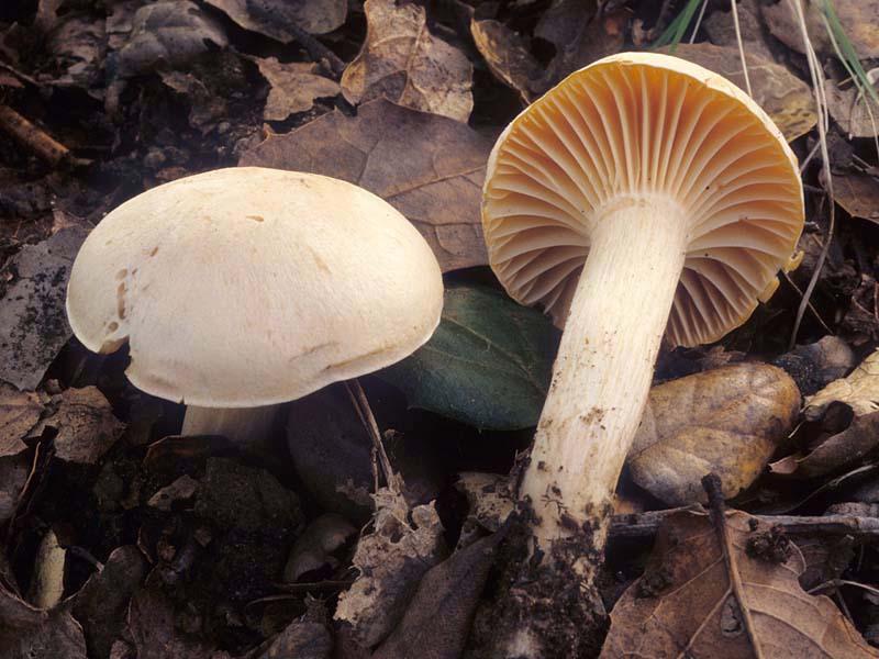 Vyskytuje se na humusu v listnatých a jehličnatých lesích a parcích na humózních, také i vápenitých půdách. Často ve skupinách či čarodějných kruzích, roztroušeně. Saprofytický, jedlý (Keizer, 1998).