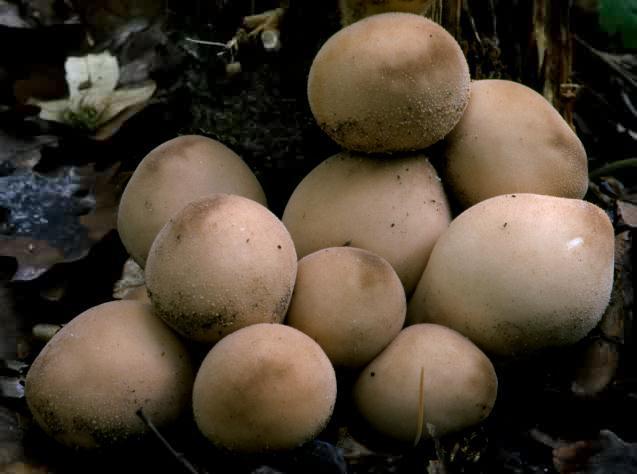 1.2.8 Lycoperdaceae pýchavkovité Pýchavkovité rostou většinou na povrchu půdy (alespoň v době zralosti) a mají kulovitý, hruškovitý nebo kyjovitý tvar.