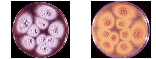 Obr. 18 Trichophyton mentagrophytes var.
