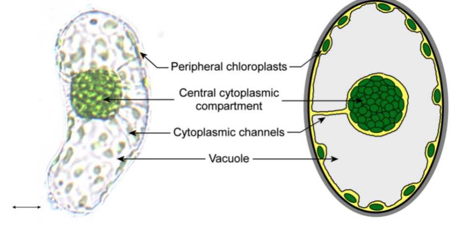 ) Independent and Parallel Recruitment of Preexisting Mechanisms Underlying C4 Photosynthesis Brown et