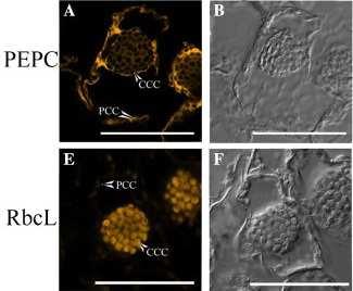 compartment: s Rubisco) Bienertia sinuspersici Lung, S.-C., Yanagisawa, M. and Chuong, S.D. (2012).