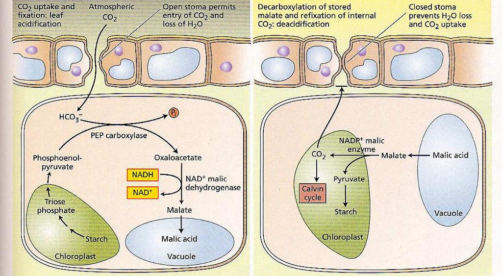 CAM fotosyntéza = sukulentní (Crassulacean acid metabolism) - speciální typ C4 fotosyntézy (= C4 meziprodukt) - adaptace na kritický nedostatek vody - první výskyt už před 200 mil let (Proteaceae), -