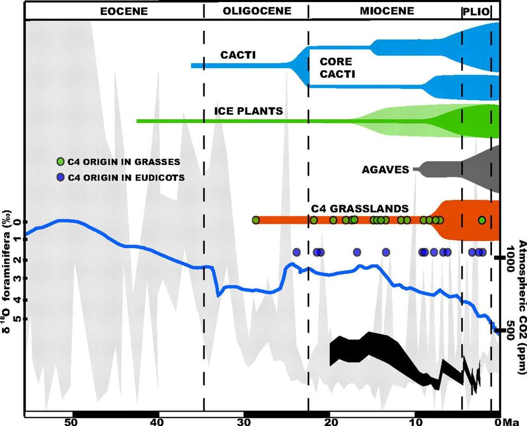 , and Mercier, H. (2012) Crassulacean acid metabolism in epiphytic orchids: Current knowledge, future perspectives. In Applied Photosynthesis. Pp. 81-104.