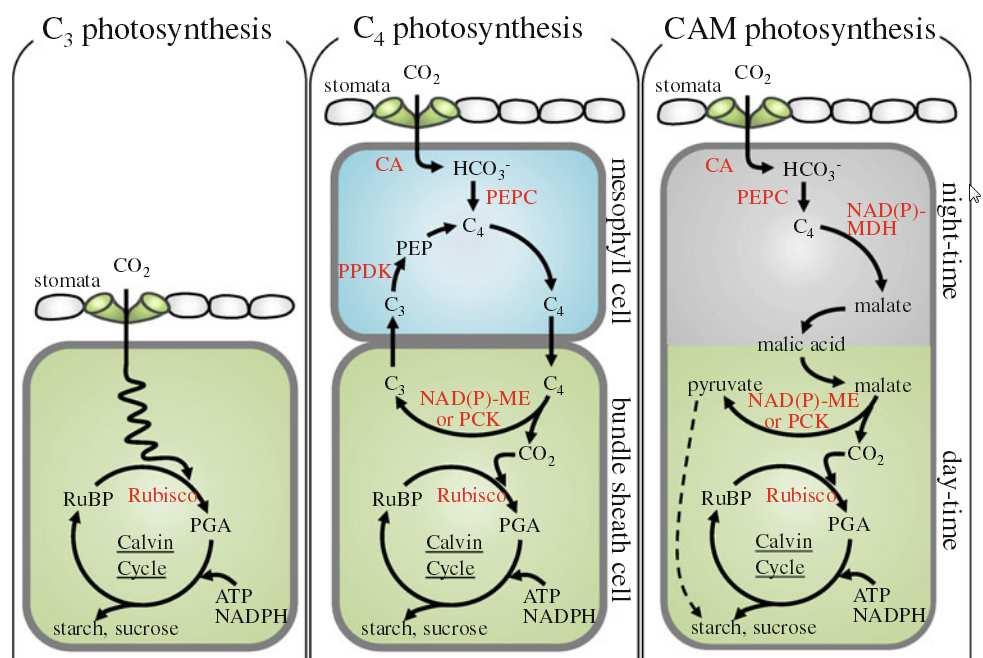 Koncentrování CO 2 u rostlin (C4 a CAM) Cíl: omezit ztráty vody bez současné indukce fotorespirace PEP vacuole Koncentrování CO 2 u rostlin - princip 1) vazba CO 2 (i v
