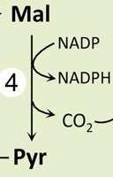 ) PEPc (bez rizika oxygenázové aktivity): PEP + CO 2 OAA (fosfoenolpyruvátkarboxyláza) C3 + CO 2 C4 kyselina (OAA) PEPc: Km = 0,7-0,05 µm (CO 2 ) Rubisco: Km = 15 µm (CO