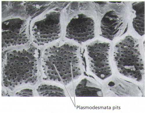 pochvy cévního svazku Plasmodesmy Evoluce C4 fotosyntézy - paralelně vznikla min. 62x (19 čeledí), 3 % druhů - 6-22 mil.