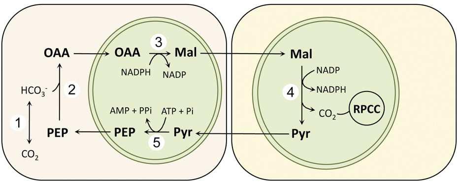 C4 fotosyntéza: NADP-ME dráha (3) NADP-Malate dehydrogenase (2) PEPCase (4) NADP- Malic enzyme (1) Carbonic anhydrase (5) Pyruvate orthophosphate dikinase - výhodné dekarboxylace v chloroplastu,