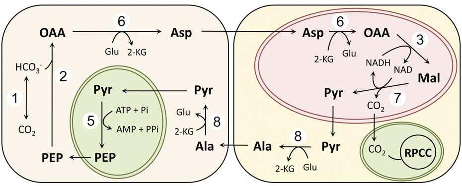 Malate decarboxylases: evolution and roles of NAD(P)-ME isoforms in species performing C4 and C3 photosynthesis. J. Exp. Bot 62: 3061-3069 by permission of Oxford University Press.