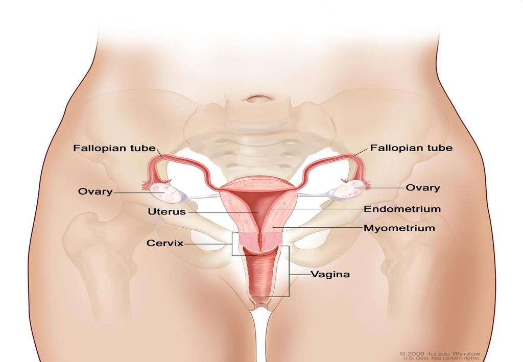 Anatomie