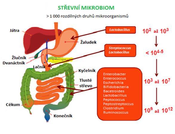 nesprávného vývoje imunitního systému (Russel S. L. 2013). První bakterie kolonizující dětský střevní trakt jsou zpravidla fakultativně anaerobní.