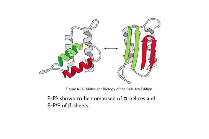 Prionový protein a jeho přeměna na prion Prionový protein a infekční protein mají